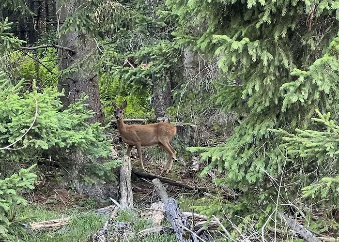 Vakantiehuis 1-bedroom Zirkitz